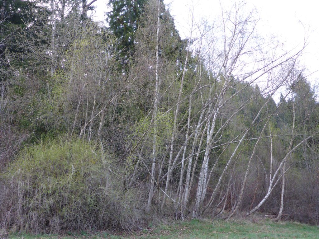 Wald Parkplatz Caglia Liunga Schluein