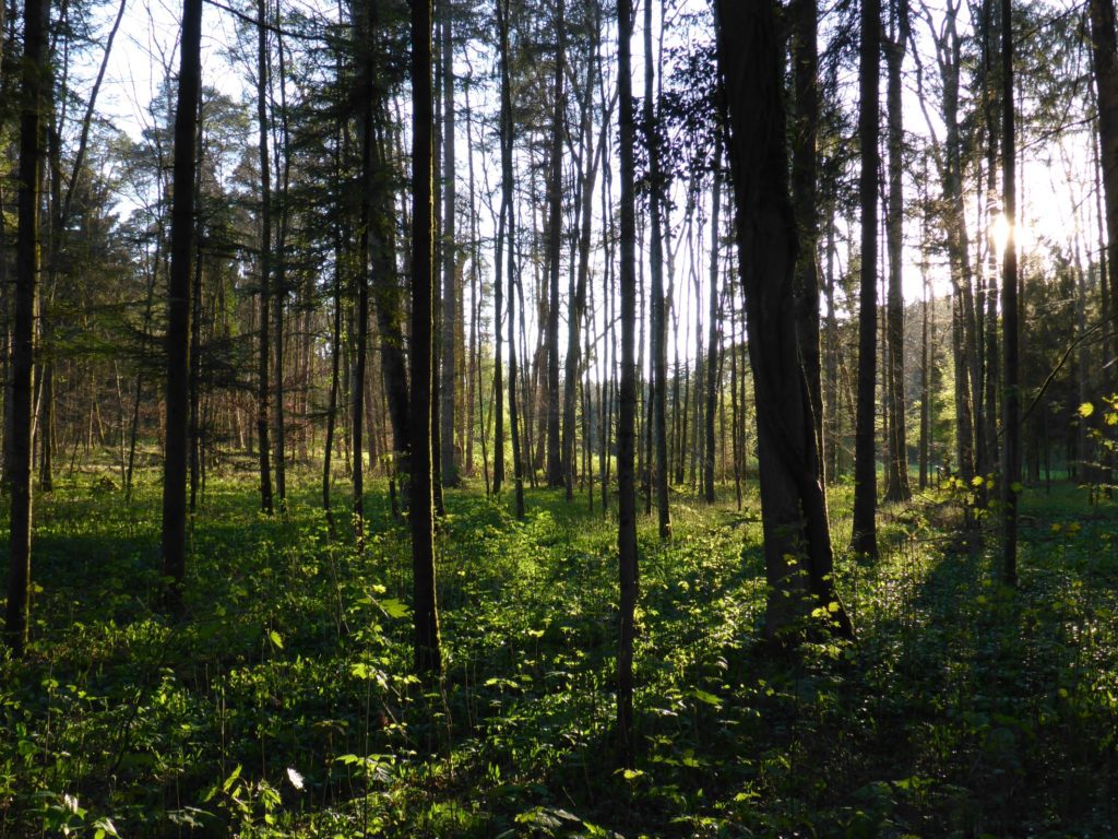 Wald Thurauen - Mystischer Wald