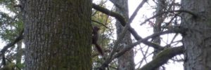Eichhörnchen - Sciurus vulgaris