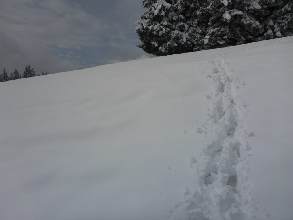 Spuren im Schnee Curnius