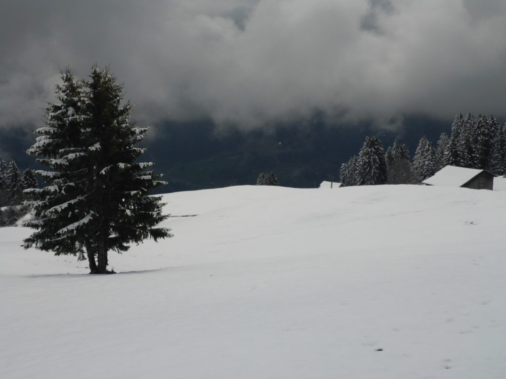 Baum in Schneelandschaft