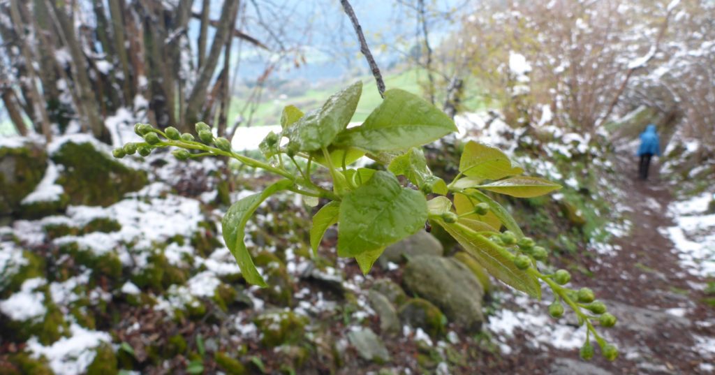 Knospen im Schnee