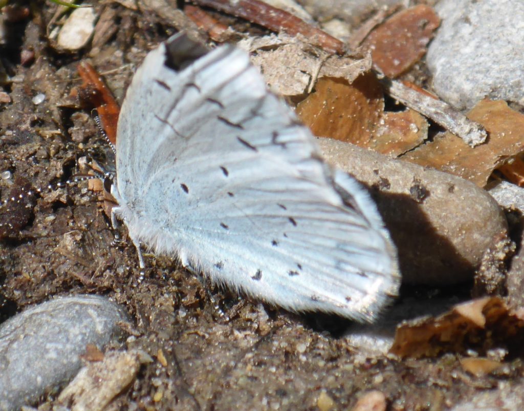 Schmetterling