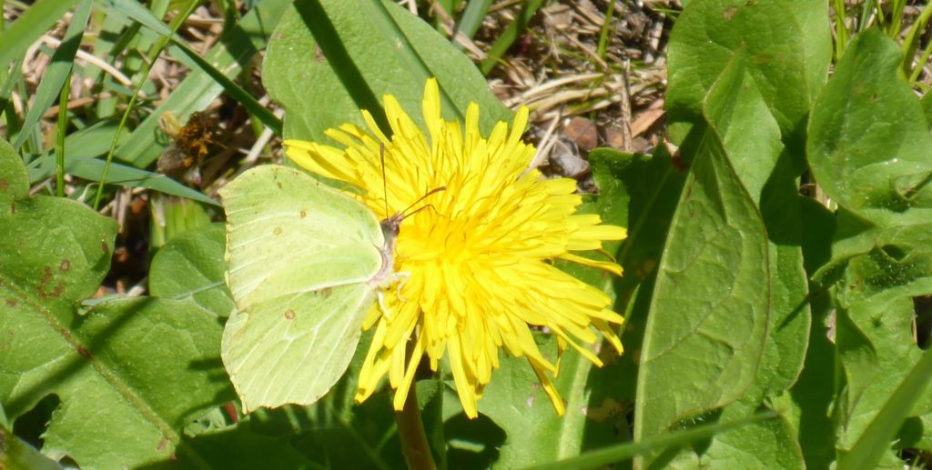 Schmetterling, Löwenzahn