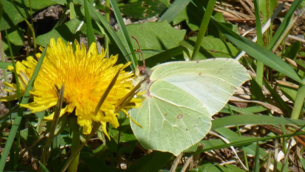 Schmetterling, Löwenzahn