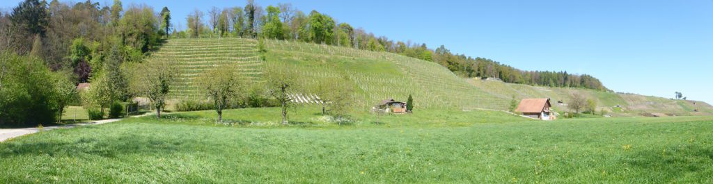 Weinberge Andelfingen