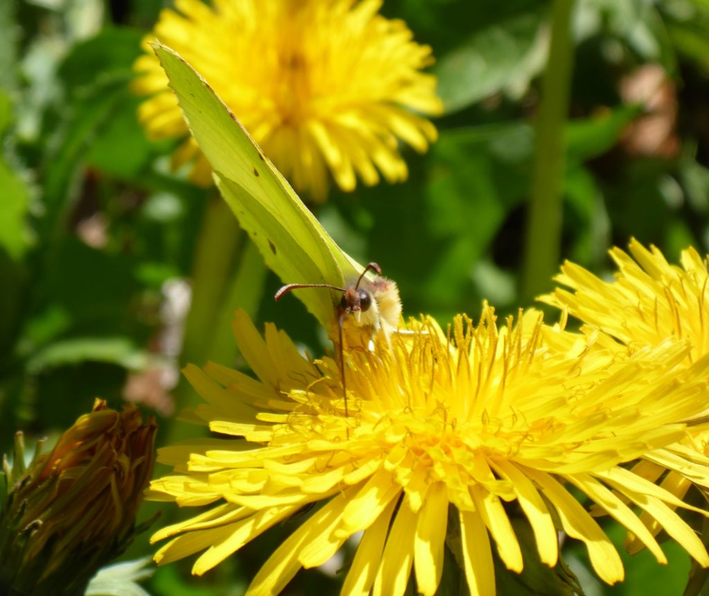 Schmetterling