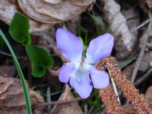 Wald-Veilchen (Viola reichenbachiana)