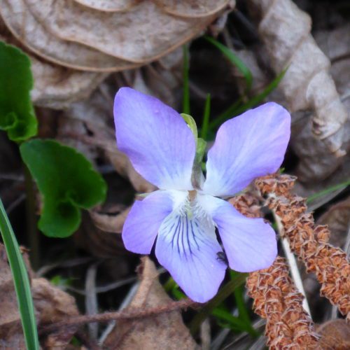 Wald-Veilchen (Viola reichenbachiana)