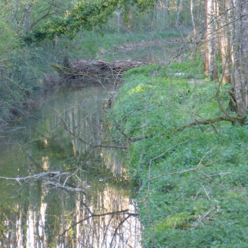 Biberdamm Mederbach