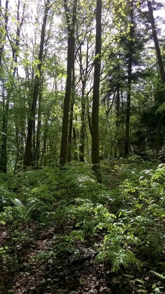 Wald beim Rödelstein, Vorderweidenthal