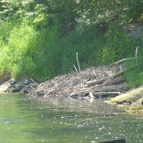 Biberbau an der Thur bei Andelfingen