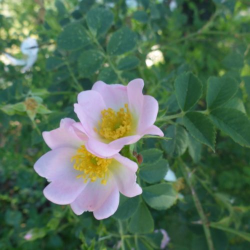 Acker-Rose (Rosa agrestis)
