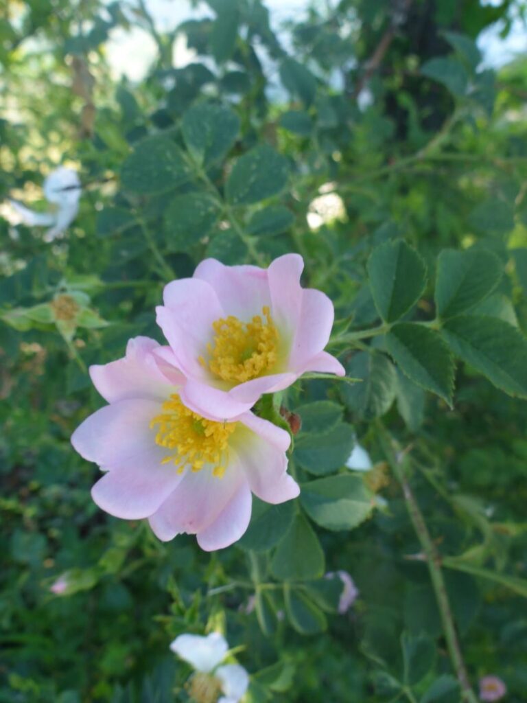 Acker-Rose (Rosa agrestis)
