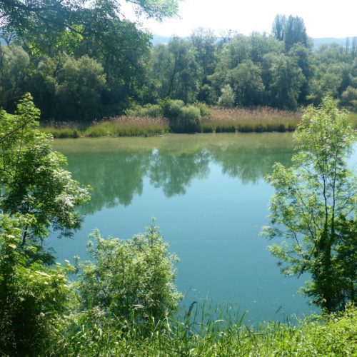 Rhein Untere Insel Rüdlingen