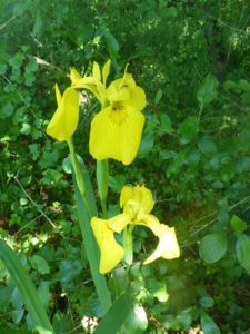 Sumpf-Schwertlilie (Iris pseudacorus)