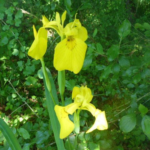 Sumpf-Schwertlilie (Iris pseudacorus)