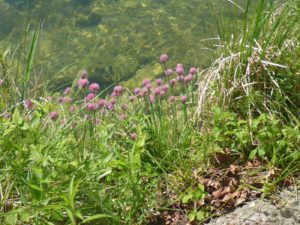 Schnittlauch (Allium schoenoprasum)