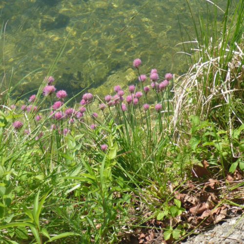 Schnittlauch (Allium schoenoprasum)