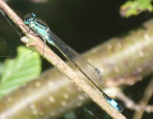 Blaue Libelle