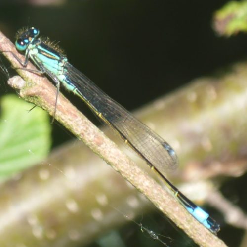 Blaue Libelle