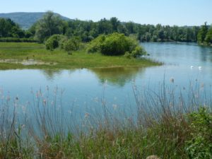 Auen Ellikon am Rhein