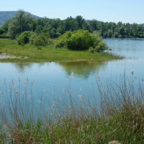 Auen Ellikon am Rhein
