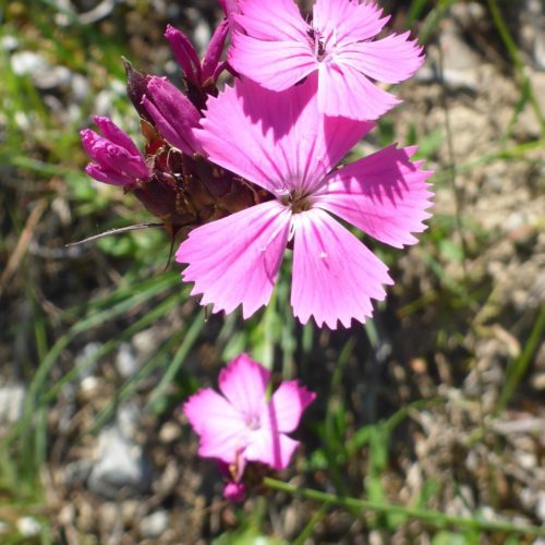 Kartäuser-Nelke (Dianthus carthusianorum)