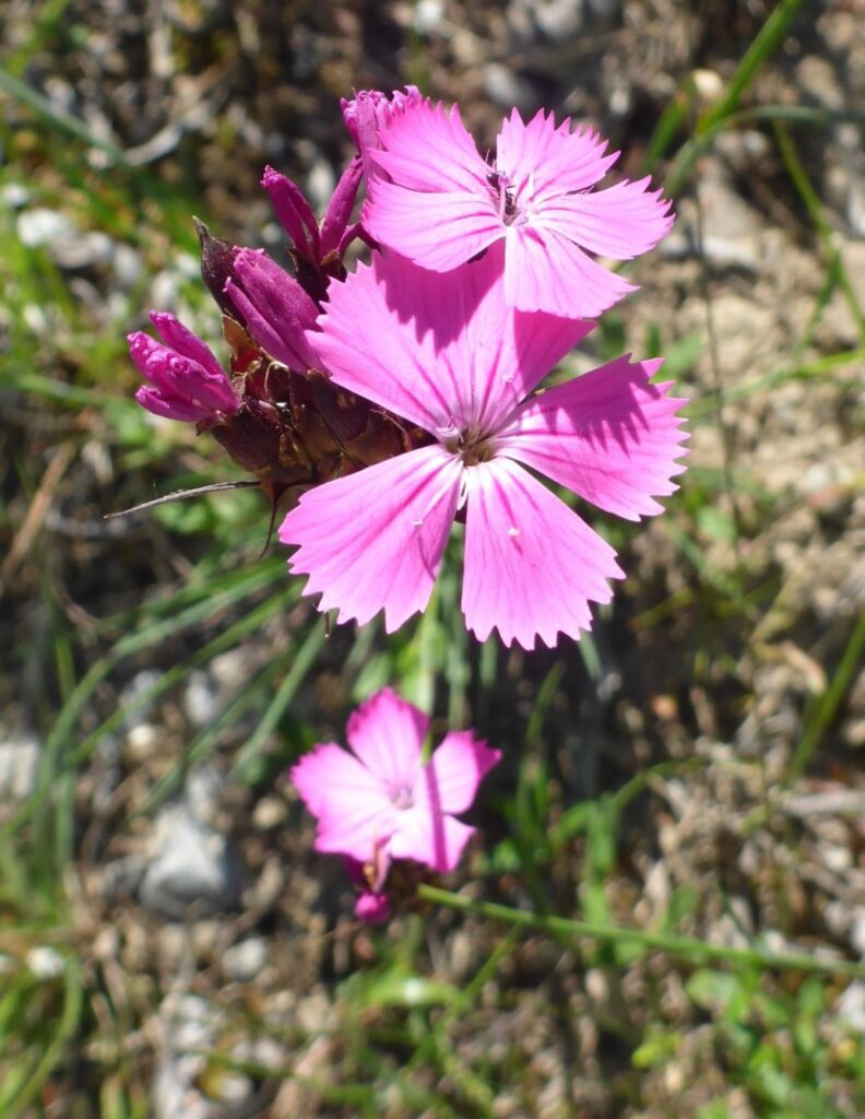 Kartäuser-Nelke (Dianthus carthusianorum)
