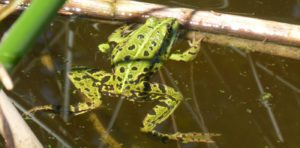 Kleine Wasserfrosch (Pelophylax lessonae)