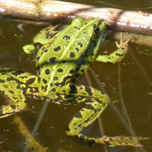 Kleine Wasserfrosch (Pelophylax lessonae)