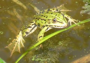 Kleine Wasserfrosch (Pelophylax lessonae)