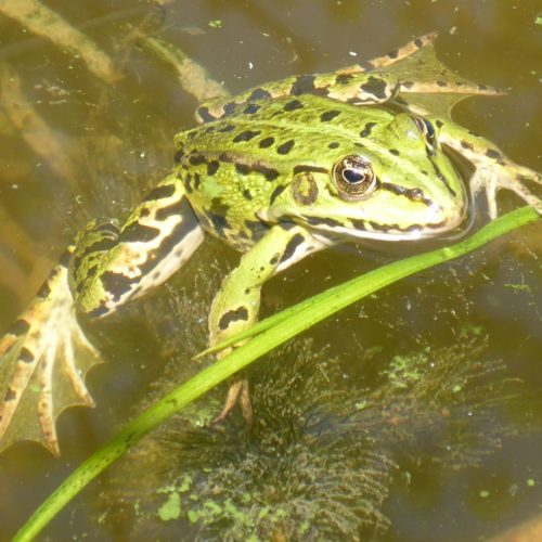 Kleine Wasserfrosch (Pelophylax lessonae)