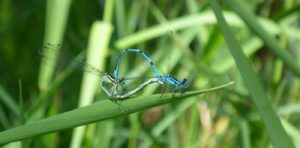 Hufeisen-Azurjungfer (Coenagrion puella)