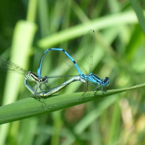 Hufeisen-Azurjungfer (Coenagrion puella)