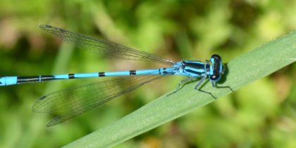 Hufeisen-Azurjungfer (Coenagrion puella) - Libelle