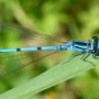 Hufeisen-Azurjungfer (Coenagrion puella) - Libelle