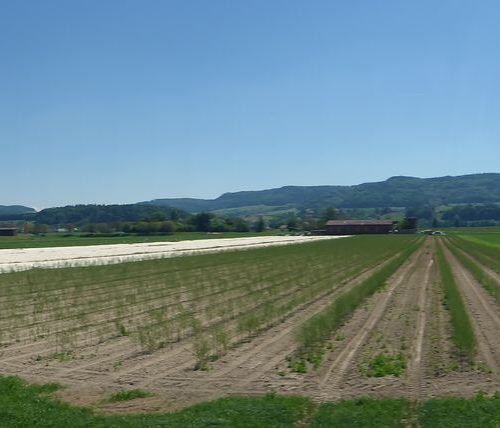 Grüner Spargel