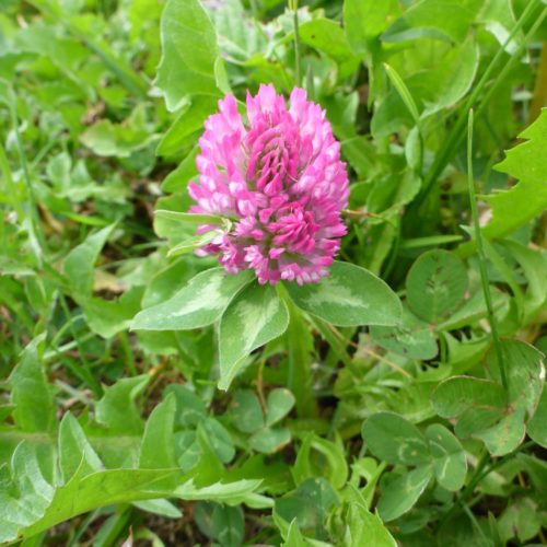 Wiesenklee (Trifolium pratense)