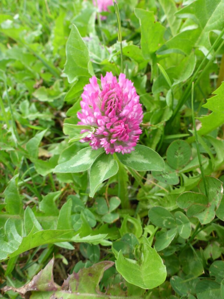 Wiesenklee (Trifolium pratense)