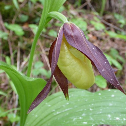 Frauenschuh (Orchidee) bei Trin Mulin