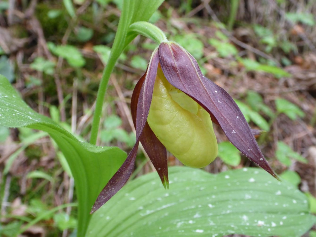 Frauenschuh (Orchidee) bei Trin Mulin