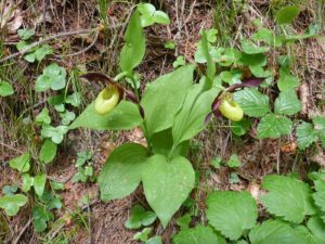 Frauenschuh (Orchidee) bei Trin Mulin