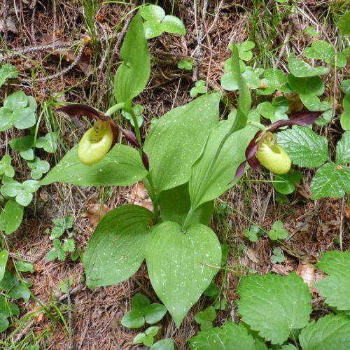 Frauenschuh (Orchidee) bei Trin Mulin