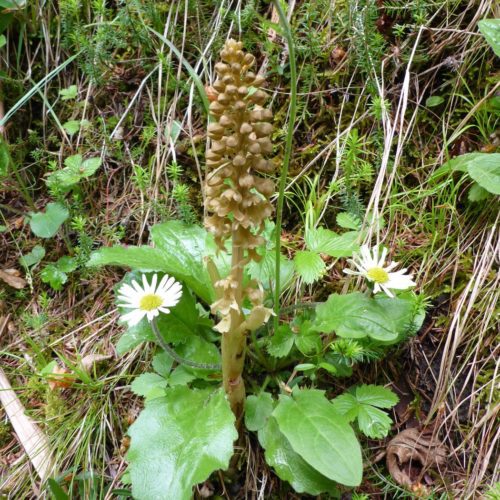 Vogel-Nestwurz - Neottia nidus-avis