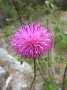 Alpen-Distel (Carduus defloratus)