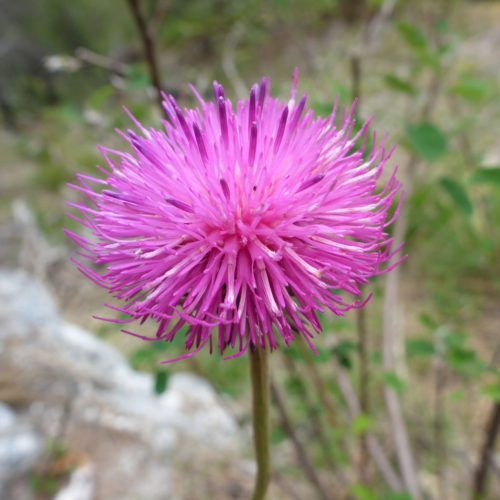 Alpen-Distel (Carduus defloratus)