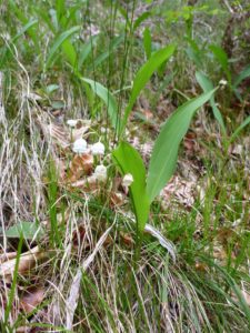 Maiglöcklein (Convallaria majalis)