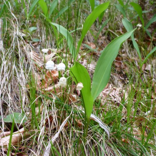 Maiglöcklein (Convallaria majalis)