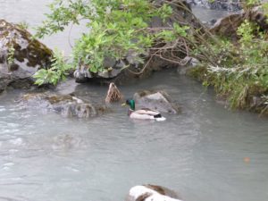 Stockenten im Rhein